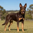 凯尔比犬（澳洲牧羊犬）