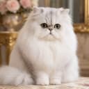 波斯猫