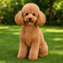 Poodle