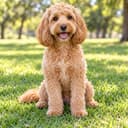 Spoodle