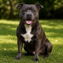 Staffordshire Bull Terrier