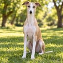 惠比特犬
